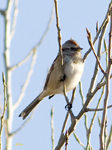 American Tree Sparrow